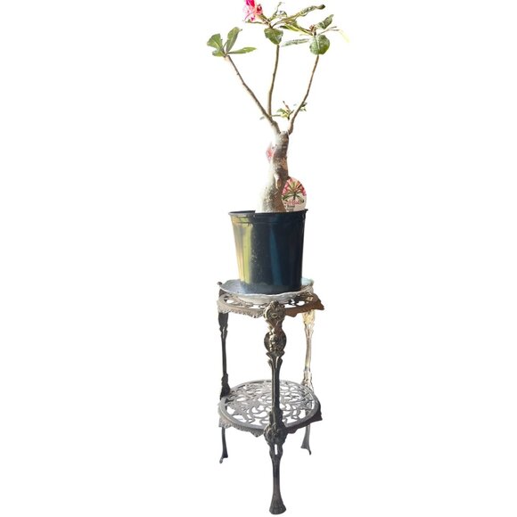Brass Two-Tier Plant Stand Cherub Angel 16
